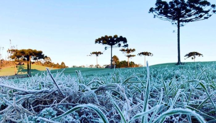  IDR-Paraná e Simepar iniciam serviço Alerta Geada na segunda-feira